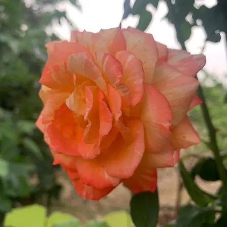 Il Giardino Degli Antichi Sapori *