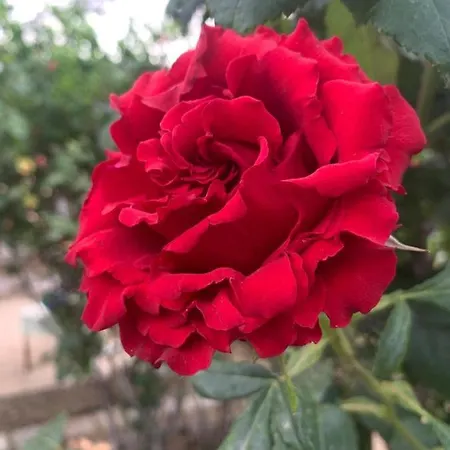 Il Giardino Degli Antichi Sapori Ceglie Messapica